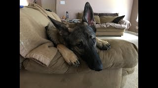 where to get a German shepherd