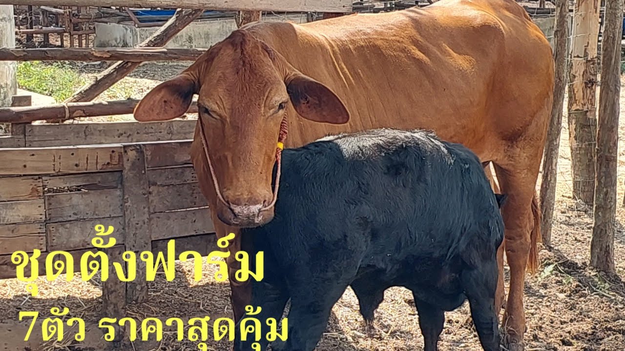 ชุดตั้งฟาร์ม 7ตัวแม่ลูกแม่ท้องราคาสุดคุ้ม #พูดจาภาษาวัว 