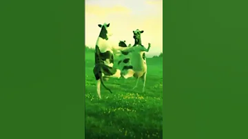 اموري موري 