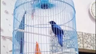 Cucak Biru Gacor Full Isian