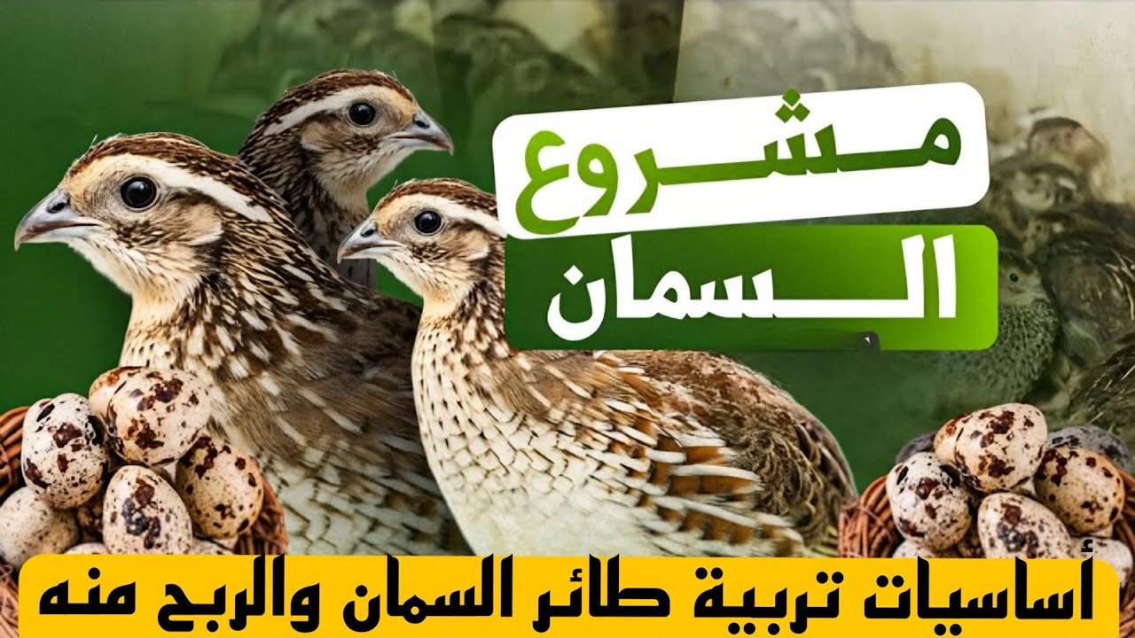 أساسيات تربية طائر السمان والربح منه – دليل المبتدئين لتحقيق دخل ممتاز .