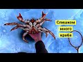 Крабы ловятся по два сразу! 🦀🦀Лучшая крабалка сезона