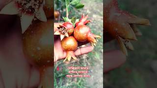 বাংলাদেশ মাটিতে মেক্সিকান আনার  গাছ বাম্পার ফলন দেখুন! ☎️01832-604952 #imo_whatsapp #agriculture
