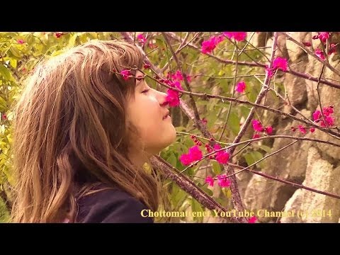 Japan Spring 2014 Plum (Ume) Blossom 梅桜 Festival Okamoto 岡本