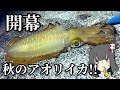 秋イカを釣ってイカそうめん作るよ!