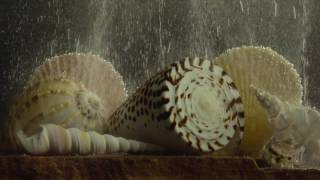 Racing Extinction  Trailer