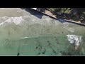 Сотни акул облюбовали пляжи Сан-Диего