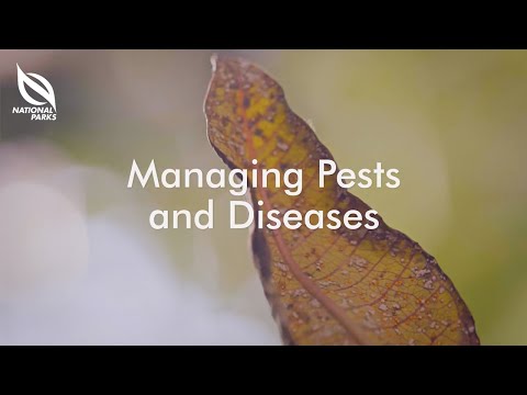Managing Pests and Diseases | OneMillionTrees Nursery Tutorial Series
