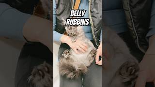 #mainecoon belly rubs 😻 #kitten #catbreed