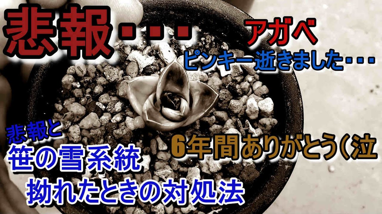 悲報】アガベ 'ピンキー'が逝きました・・・。ご報告と、笹の雪系統の