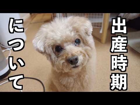 虎太郎様 Toy Poodle Kotaro & Mio - YouTube