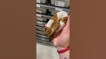 I just love this guy! Leopard YB Clown Pied Pos Red Stripe #clownpied #clown #piebald