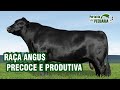 Raça Angus. Precoce e produtiva