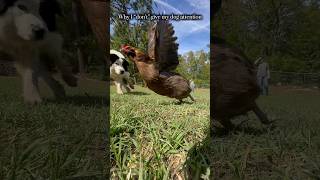 Why I don’t give my dog attention. #dogs #chickens #pain #siblings