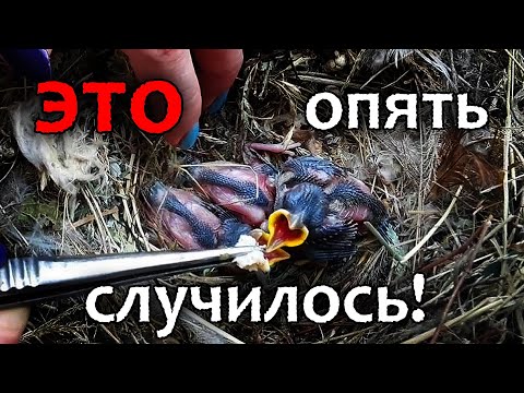 Птенцы воробья. Нашли гнездо! / newborn sparrow chicks