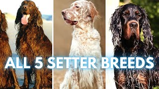 ALL 5 Setter Dog Breeds by Rocadog 910 views 3 months ago 5 minutes, 2 seconds