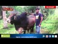 Kundapur: Inspirational Muslim Family - by supporting dairy farming│Daijiworld Television