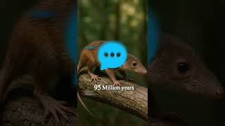 Evolution Of Lion Credit Evolution.ai