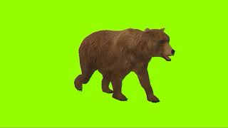 Bear 🐻 cartoon green screen cartoon animation videos