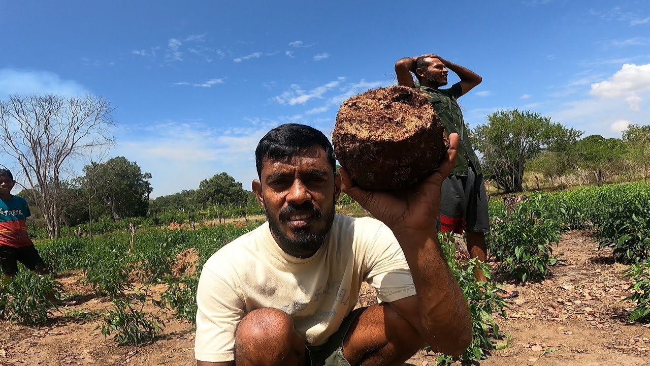 අලිත් එක්ක ඔට්ටු වෙන මිනිස්සු 🐘☹🌾@IslandFishing2 නුගේපොකුනේ හේන් ගොවියා.. 🍃