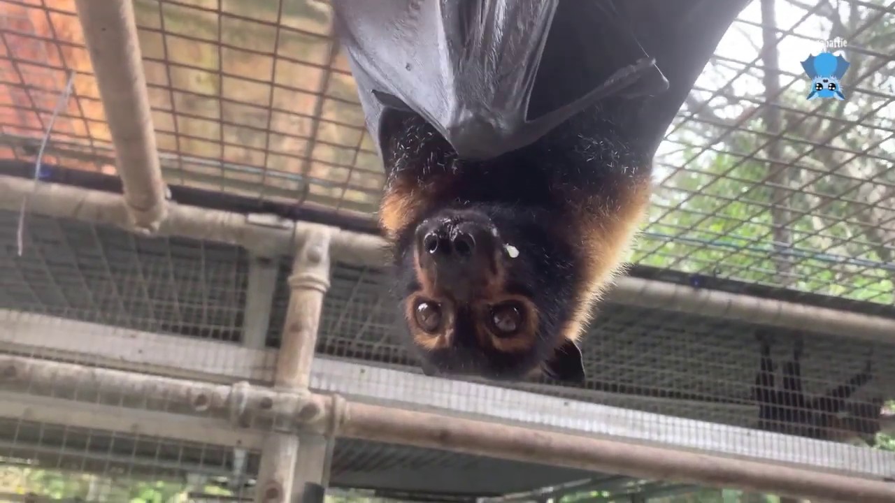 Spectacled Flying-Fox at Tolga Bat Hospital:  this is Chubby Two