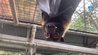 Spectacled Flying-Fox at Tolga Bat Hospital:  this is Chubby Two