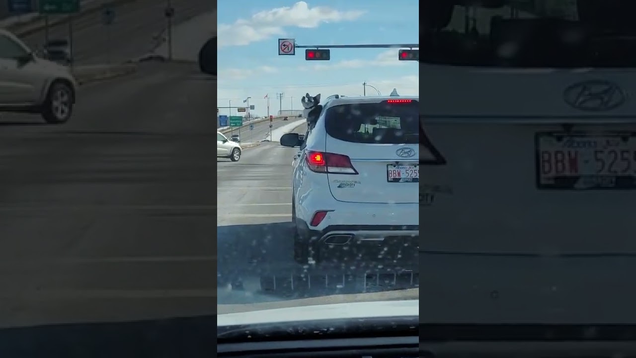 Dog wearing "Doggles"? 