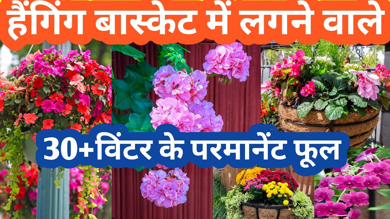 30+हैंगिंग बास्केट ओर छोटे छोटे पाट मे लगने वाले विंटर के परमानेंट फूल Parmanent Flowering Plant 