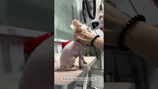 Thợ chiến gặp khách chiến #chomeo #poodle #lovepet#lovecaree Thợ chiến gặp khách chiến #chomeo #poodle #lovepet#lovecaree