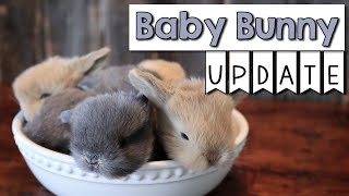 Baby Bunny Update  3 Weeks Old!