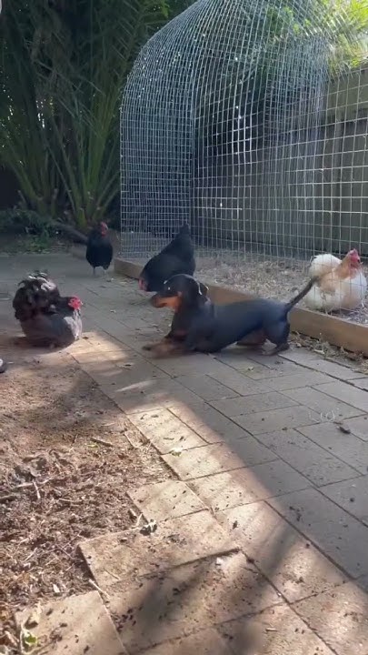 Can You Be Friend A Chicken cutedog dachshund funnypets can-you-be-friend-a-chicken-cutedog-dachshund-funnypets