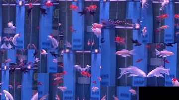 AI WEIWEI: CORONATION | CIRCA