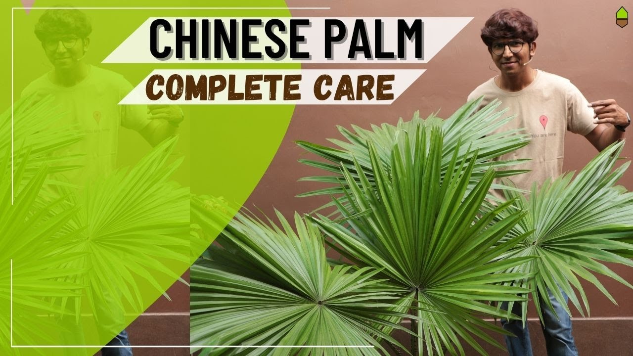 How to take Care of Chinese Palm/Fan Palm? -- Sunlight, Water, Pot, Soil-mix, Fertilizer, Bugs