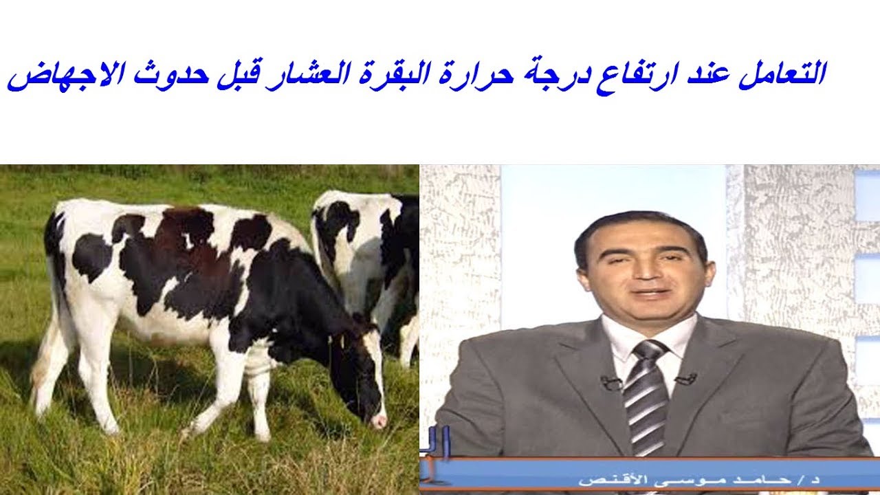 التعامل عند ارتفاع درجة حرارة البقرة العشار قبل حدوث الاجهاض