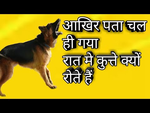 वीडियो: कुत्ते वैक्यूम से क्यों डरते हैं?