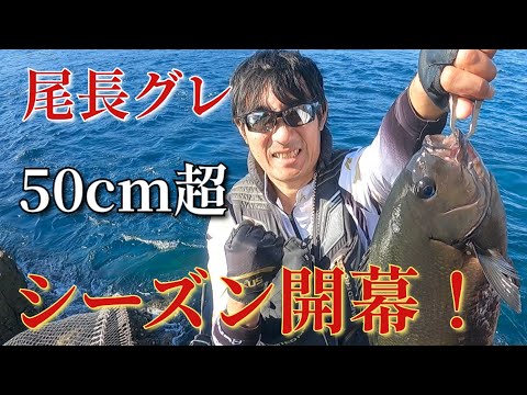 尾長グレ50㎝超え】シーズン開幕！！！ - YouTube