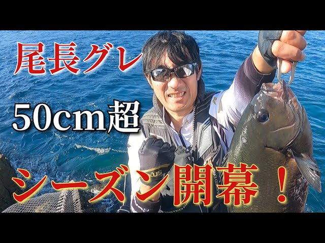 尾長グレ50㎝超え】シーズン開幕！！！ - YouTube