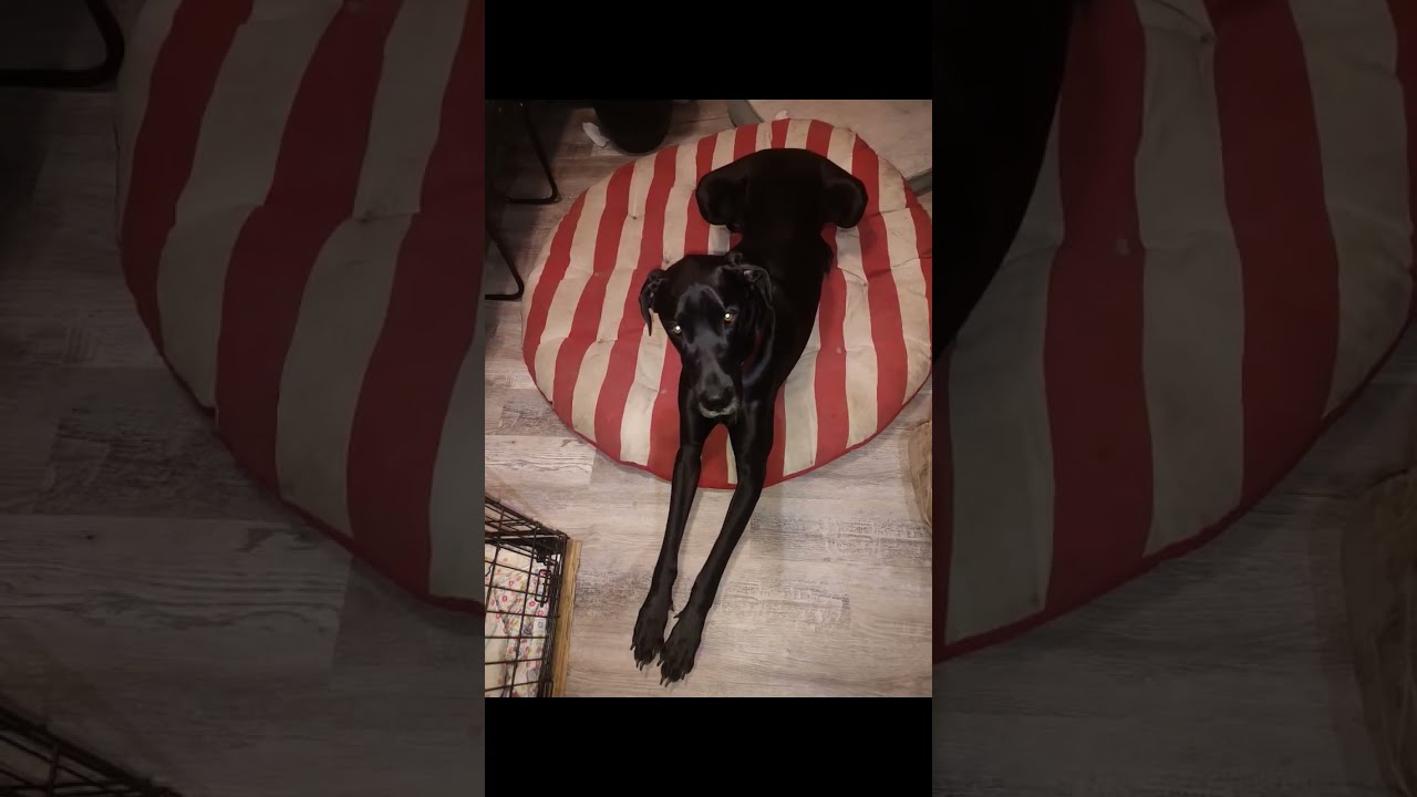 Dalton The Spoiled Great Dane