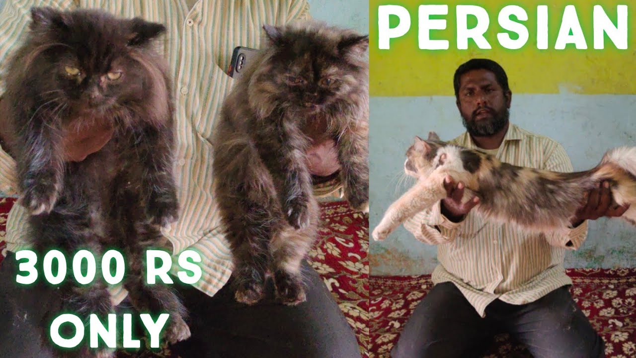 saste Persian kittens in Hyderabad calico Persian cats turtition Persian YouTube