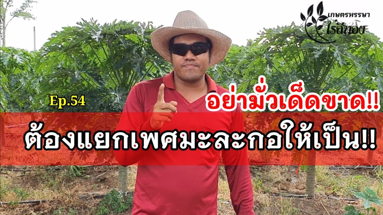 ห้ามมั่วเด็ดขาด??ต้องคัดเพศมะละกอให้เป็น!! มะละกอต้องคัดเพศ!!
