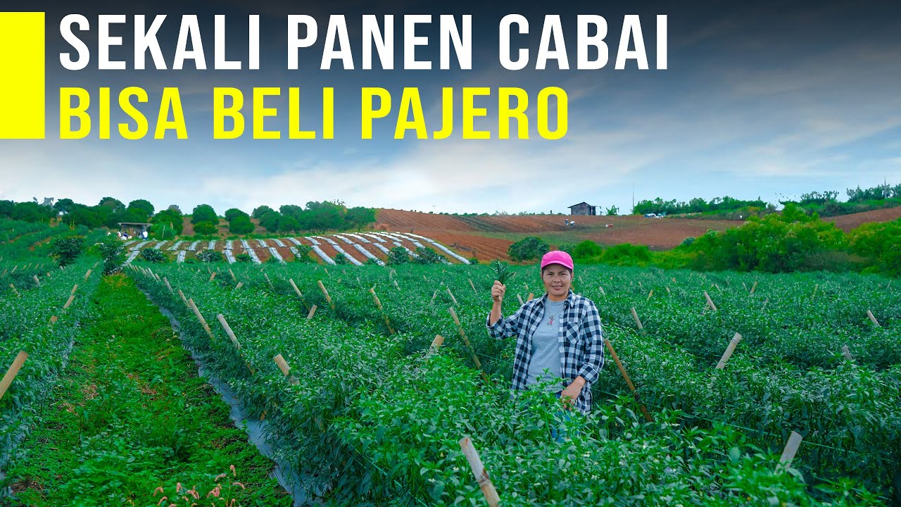 Cukup Panen Cabai Bisa Beli Mobil Impian