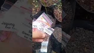 Download Lagu Tanam sayur dengan benih seribuan MP3