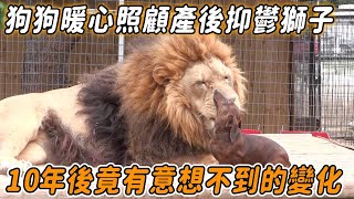 獅子殘疾后絕望抑鬱暖汪主動收養不離不棄10年後獅子變化讓人震撼#動物 #奇跡 #情感 #感動 #news #狗狗 #taiwan
