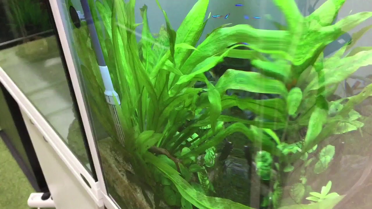 aquascape di boyu aquarium - YouTube