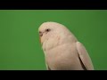 RATATAT - PARTY WITH CHILDREN