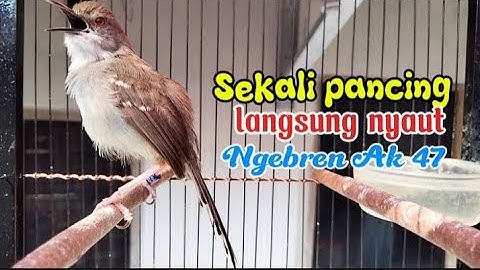 Ciblek Gacor ngebren variasi sekali pancing ciblek langsung nyaut gacor nembak ngebren ak 47