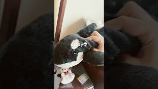5 strongest stuffed animals #stuffedanimals #orca
