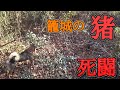 立て籠る【猪】と【日本犬】の闘い#猪#猪猟師#狩猟 #hunting #hunter @matsugori_hunting