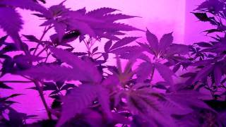 my L.E.D. grow operation preflower