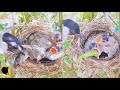 FULL VIDEO HARI 6-13 | HARI 14 ANAK BURUNG HILANG